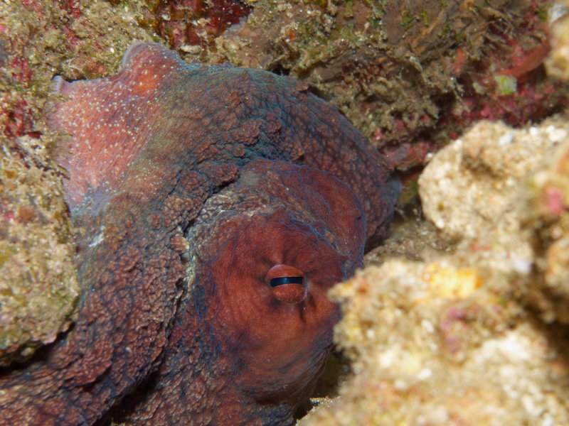 Octopus